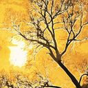 Obraz Drzewo 42 120x70 cm na płótnie Canvas - las do salonu