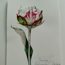 Piwonia. Akwarela botaniczna