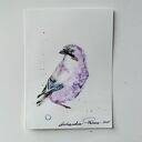 Elegancka sójka. Akwarela