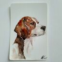 Beagle. Akwarela