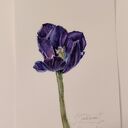 Tulipan. Akwarela