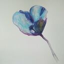 Niebieski mak - akwarela 25x25 cm
