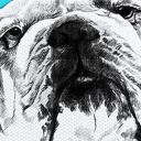 Obraz na płótnie 60x80 cm - Buldog z pacyfką 0262