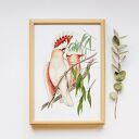 Plakat obraz papugi 50x70 cm B2 - kolorowa grafika