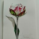 Piwonia. Akwarela botaniczna