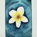 Akwarela A5 Kwiat Frangipani na Wodzie