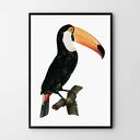 Plakat obraz Tukan 40x50 cm