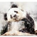 Nowoczesny obraz Panda 120x70 cm na płótnie canvas