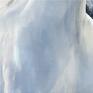 Obraz - Biegnący biały - wydruk na płótnie grafika koń