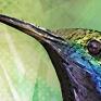 koliber obraz do salonu ptak p3 120x80cm zwierzęta