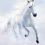 prezent obraz - biegnący biały - wydruk na koń