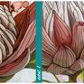 ludesign gallery drukowany na płótnie kwiat proteii - duży format 3 części każda 50x70cm obraz piękne kwiaty