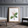 Plakat obraz vintage magnolia B1 - 70x100 cm - kwiaty