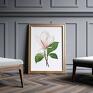 Hogstudio plakat obraz vintage magnolia A4 - 21.0x29.7cm kwiaty