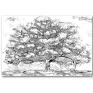 Obraz na płótnie Drzewo magnolii czarno białe 120x80 nowoczesne