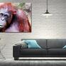 małpa obraz orangutan 1 - 120x70cm na płótnie design