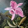 raj orchidea "różowa i rajska para" obraz na miłość