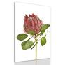 zielone obaraz z kwiatem obraz drukowany na płótnie kwiat protea -duży format rożowy