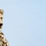 Obraz - Gepard - wydruk na płótnie