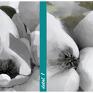 obraz drukowany na płótnie kwiaty magnolii w pastelowych barwach - format magnolie
