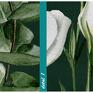 z roślinami drukowany na płótnie akwarelowe roślinki - tryptyk kwiatami obraz eukaliptus