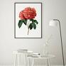 Hogstudio prezent plakat czerwona róża 40x50 cm obraz