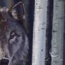 płótno - szary wilk - skandynawski - wydruk na obraz