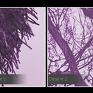 miłość obraz na płótnie - pocałunek drzewa fioletowy - 120x80 romantyczny