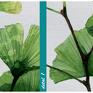 obraz miłorząb zielone drukowany na płótnie roślina japoński