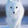 Obraz - Biały skandynawski, wydruk na płótnie - zima lis