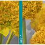 ludesign gallery Obraz do salonu drukowany na płótnie z kwiatami, żółte kwiaty czosnku 147x60cm z czosnkami do sypialni