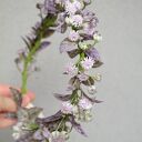 Fioletowa melancholia - romantyczny boho z lawendowych kwiatów, komunijny, wianek