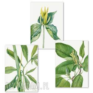 plakaty zestaw plakatów botanicznych - 40x50 cm - retro z liśćmi