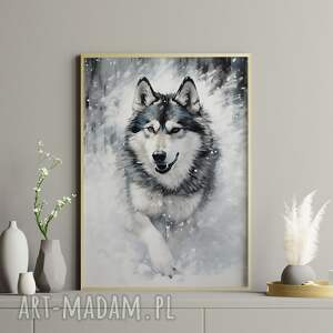 plakat - malamut w śniegu 50x70 cm 2 0317 psem, plakaty na ścianę
