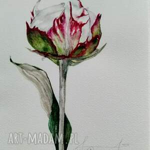 piwonia akwarela botaniczna kwiaty, obrazy dekoracja domu