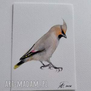 jemiołuszka, ptaki, akwarela