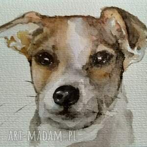 Pies Jack Russell - psy, terrier, malarstwo akwarelowe