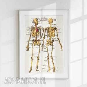 plakat retro - 40x50 cm anatomia 8 2 0006, reprodukcja, grafiki na ścianę