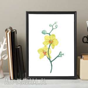 plakat orchidea A3, reprodukcja, kwiaty, obraz, grafika, akwarela