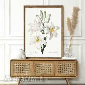 plakaty white flowers - plakat 40x50 cm