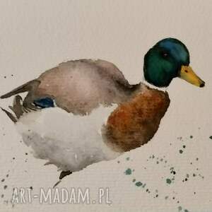 kaczor, kaczki, akwarela, malarstwo akwarelowe