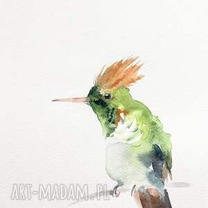 koliber akwarela ptaki obrazy, kolibry, malarstwo dekoracje