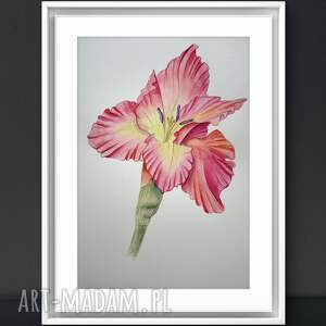akwarela A4 kwiat gladiola mieczyk, botannika