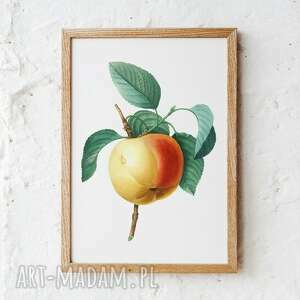 plakaty plakat obraz jabłko 50x70 cm b2