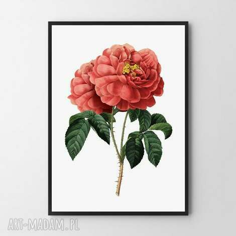 Plakat obraz Czerwona Róża 40x50 cm - prezent i ozdoba do wnętrz