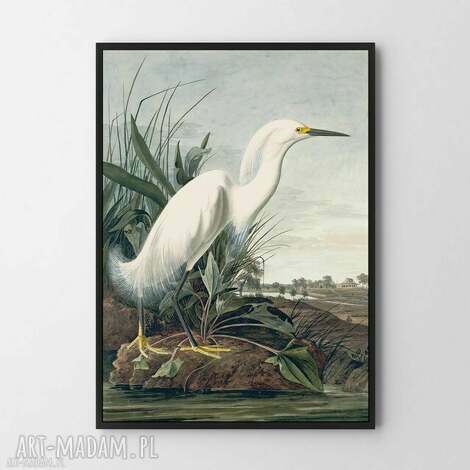Plakat biały ptak A3 29,7x42 cm retro-vintage - art-Madam.pl