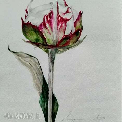 Piwonia. Akwarela botaniczna - ręcznie malowany obraz 15 x 21 cm
