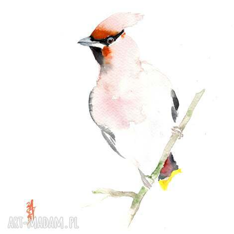 oryginalna akwarela jemiołuszka dekoracja, ptaki, prezent, malarstwo