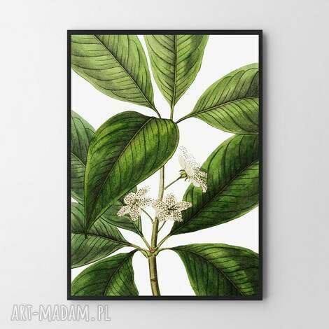 Plakat roślinny A2 42 x 59,4 cm Hogstudio - zielone i białe dekoracje do mieszkania