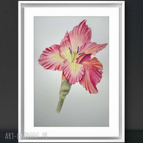 Akwarela A4 Gladiola - różowy mieczyk, botaniczna grafika ręcznie malowana